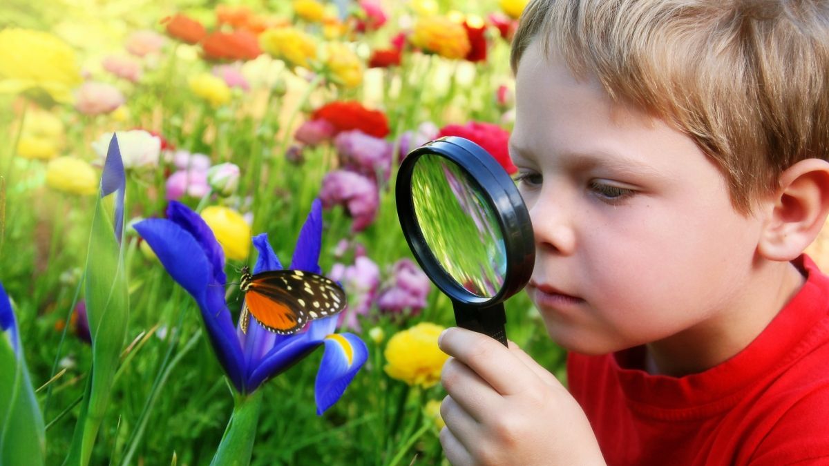 child observing monarch through magnifying glass