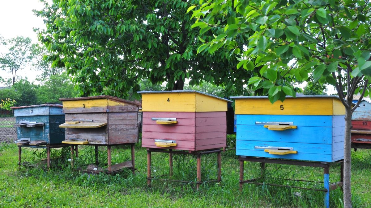 colorful hives
